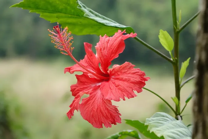 芙蓉，扶桑，中国，玫瑰，中国玫瑰，花朵，红色，植物