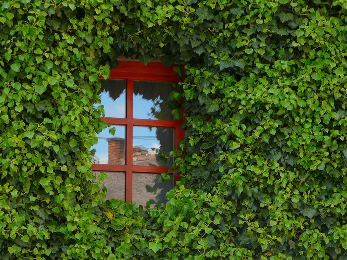 窗户，琥珀色，玻璃，植物，绿色，生长，建筑，叶子