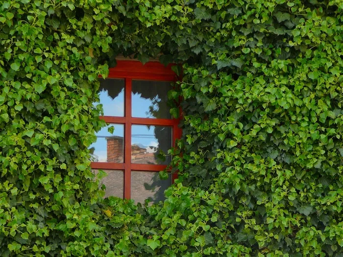 窗户，琥珀色，玻璃，植物，绿色，生长，建筑，叶子