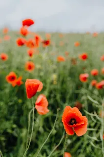 一片红色罂粟地 一片红色罂粟地
