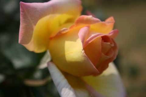 玫瑰,粉黄色,开放,开花,花蕾,花瓣,柔软,细腻 玫瑰,粉黄色,开放,开花,花蕾,花瓣,柔软,细腻