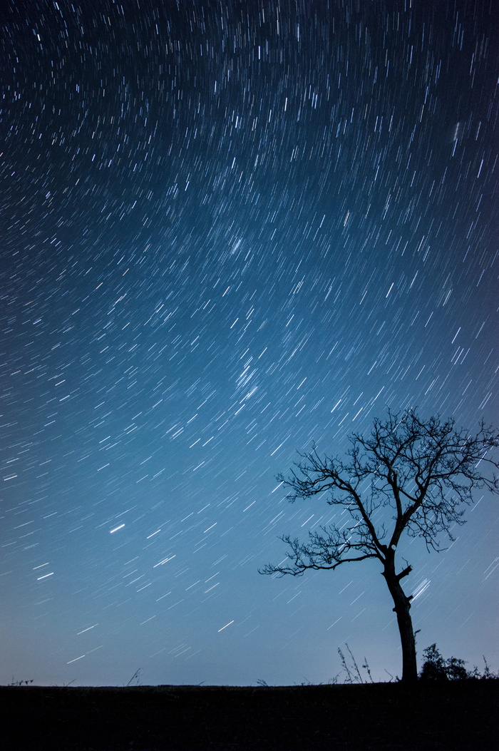 树的轮廓，延时照片，树轮廓，星空，夜间，夜空，星光，天空