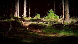 森林，森林边缘，浅色，绿色，植物，树木，云杉，苔藓