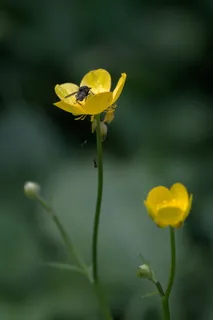 黄色,花,田野,自然,植物,宏观,开花植物,脆弱性 黄色,花,田野,自然,植物,宏观,开花植物,脆弱性