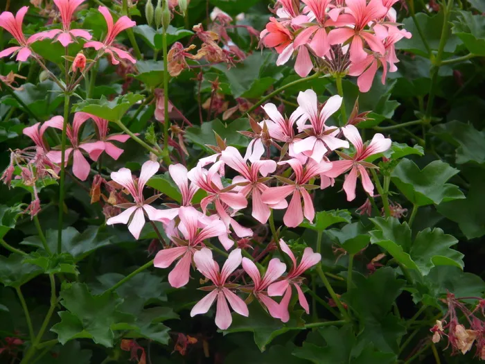 天竺葵、白色、粉色、天竺葵、天竺葵、阳台植物、观赏植物、花卉、花园
