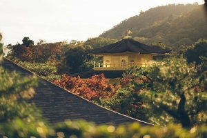 黑色、棕色、混凝土、房屋、周围、植物、树木、山脉