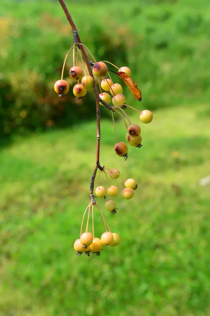 大韩民国，苹果宝贝，花苹果，苹果，迷你苹果，木材，秋天，粘贴
