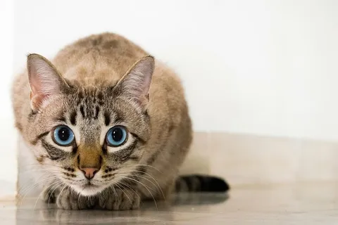 微距摄影,棕色,猫,动物,小猫,可爱,地板,眼睛 微距摄影,棕色,猫,动物,小猫,可爱,地板,眼睛