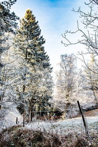 绿松树穿越白云照片