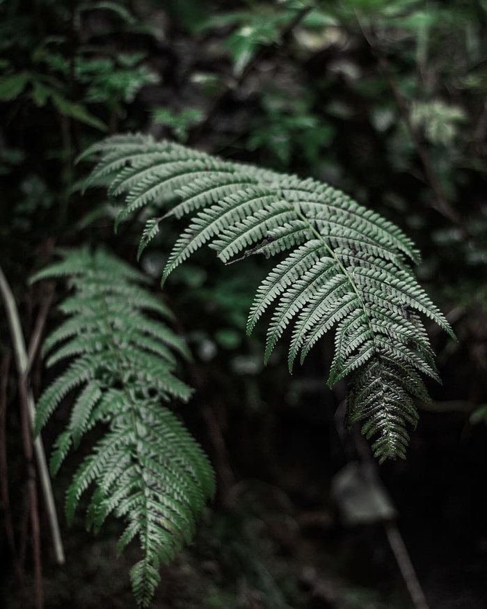 绿色蕨类植物