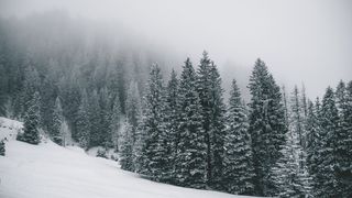 被雪覆盖的松树