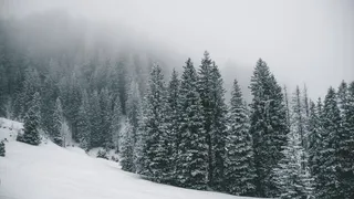 被雪覆盖的松树