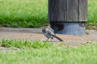 动物、公园、植物、草、小鸟、高安全级别、小鸟、野鸟