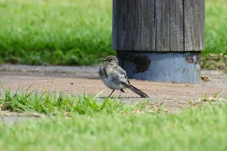 动物、公园、植物、草、小鸟、高安全级别、小鸟、野鸟