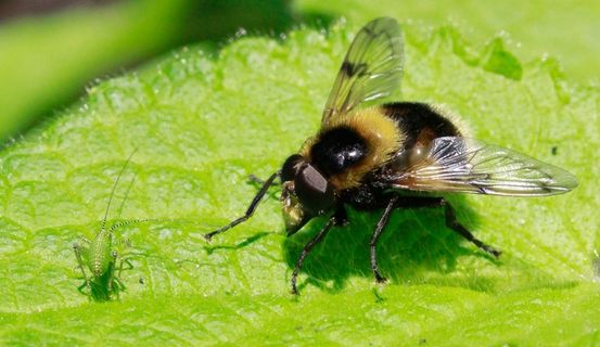闲聊，聊天，昆虫，对话，对话，巨人和矮人，动物，动物主题