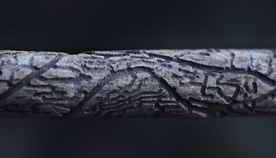 爬行动物, 动物, 地毯, 棍子, 木头, 蜥蜴, 木, 下皮