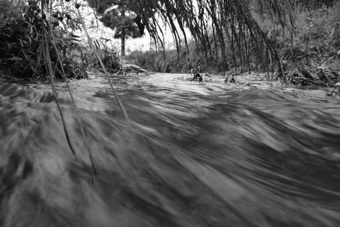 树木、植物、森林、土地、白天、自然、水、海滨