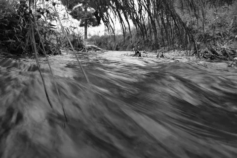 树木、植物、森林、土地、白天、自然、水、海滨