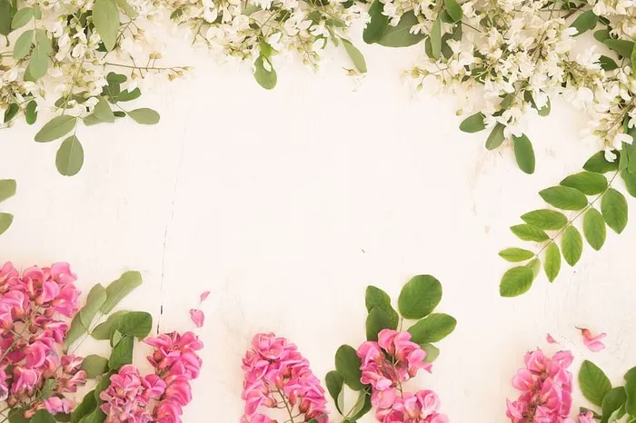 相思花，白色花，粉色花，春天，自然，花序，白色，花朵