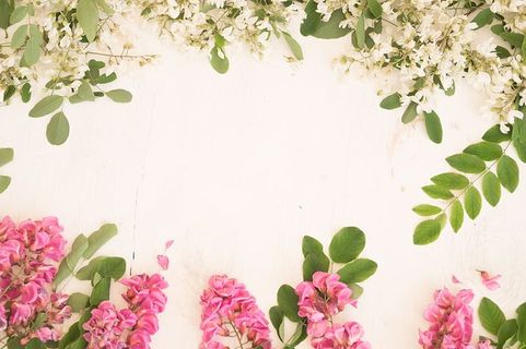 相思花，白色花，粉色花，春天，自然，花序，白色，花朵