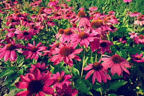 球果花,紫色球果花,花,植物,紫罗兰,紫锥菊,药物,花园 球果花,紫色球果花,花,植物,紫罗兰,紫锥菊,药物,花园