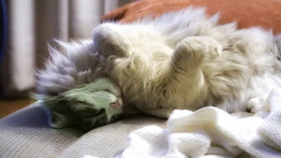猫,困倦,舒适,温暖,柔软,动物主题,家养,家养动物 猫,困倦,舒适,温暖,柔软,动物主题,家养,家养动物