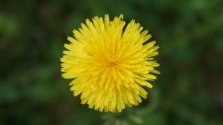 蒲公英、蒲公英、黄花、杂草、黄色、花朵、开花植物、新鲜度