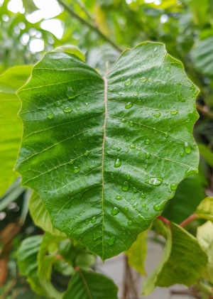 叶子，叶子上的水滴，自然，水滴，水滴，水，植物，反射
