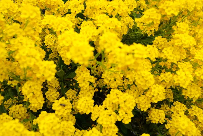 花，植物，花，植被，绿色，自然，黄色，山