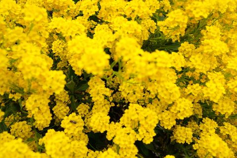 花，植物，花，植被，绿色，自然，黄色，山