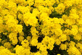 花，植物，花，植被，绿色，自然，黄色，山