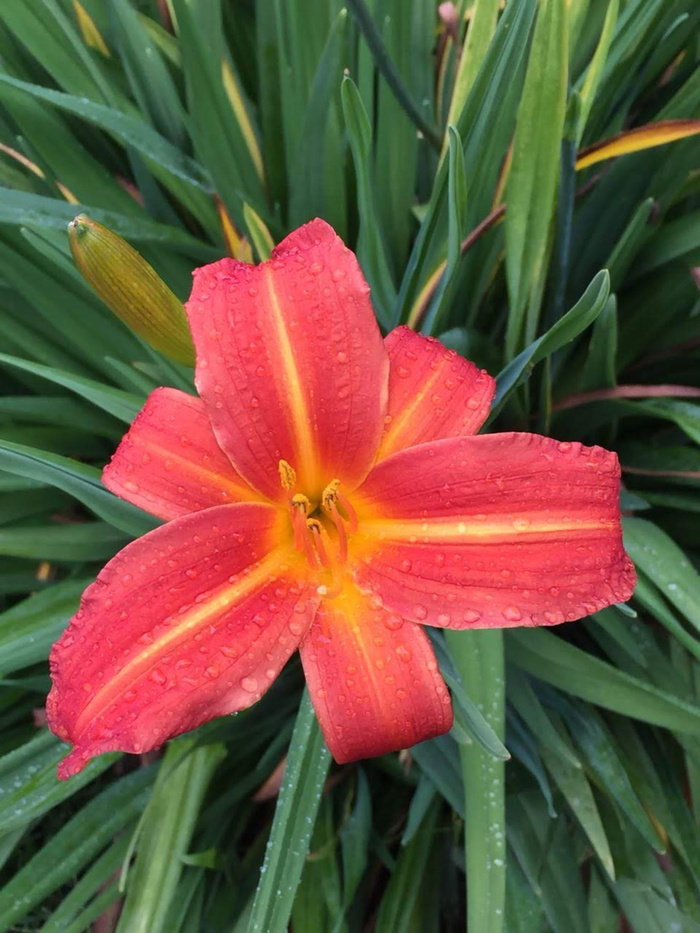 花，自然，花，春天，花园，植物，自然，美丽