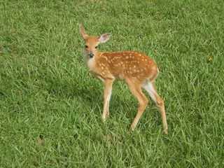 动物群，平原，哥伦比亚，野生动物，野生动物，草，动物，一种动物