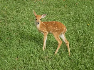 动物群，平原，哥伦比亚，野生动物，野生动物，草，动物，一种动物