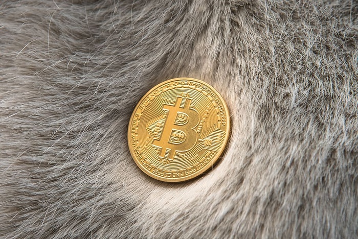 比特币现金、莱特币、ripple、以太坊、altcoin、加密货币、加密、比特币