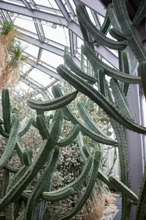 德国，柏林，植物园和植物博物馆，绿色，植物，植物，热带，沙漠