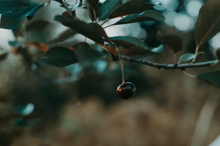 黑樱桃的浅焦摄影