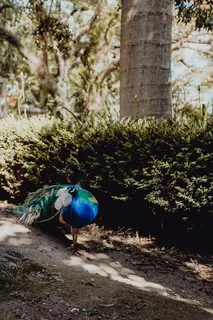 葡萄牙里斯本贝伦热带植物园