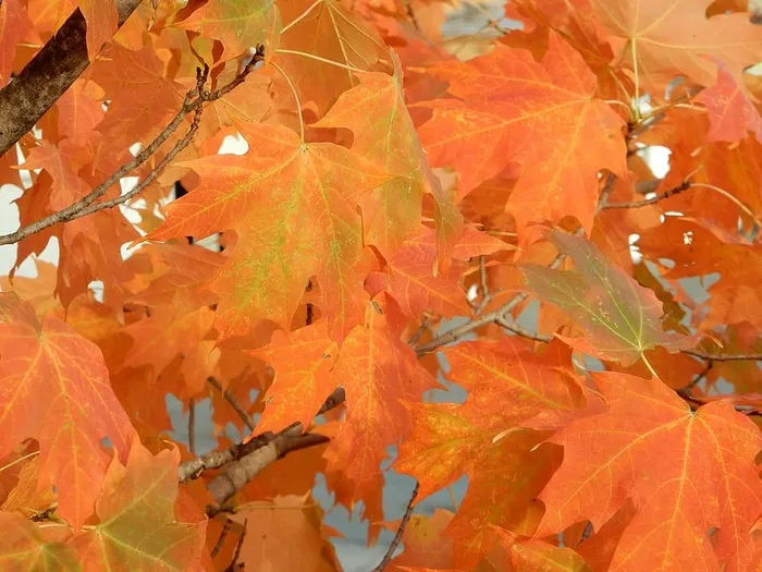 秋天，颜色，酥脆，秋天，变化，植物部分，叶子，橙色