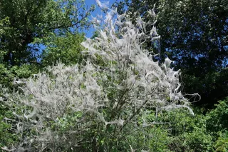 貂，结茧，吃羊肉，自然，莫特，树，纺纱，植物