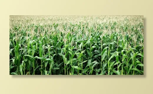 绿色玉米植物，玉米，玉米，作物，种植，农业，谷物，食品