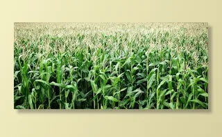 绿色玉米植物，玉米，玉米，作物，种植，农业，谷物，食品