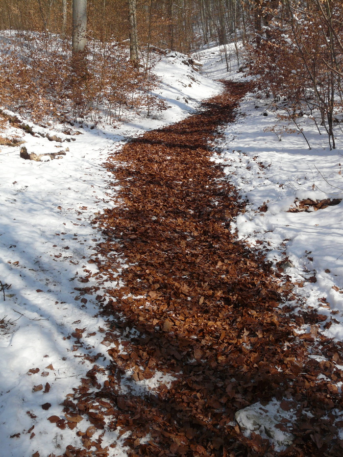迁徙路径，小径，冬天，跑步，下雪，冬天，下雪，寒冷