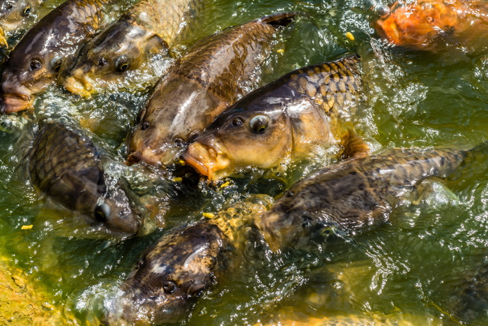 鲤鱼、锦鲤、鱼、喂食、饥饿、池塘、湖泊、贪婪