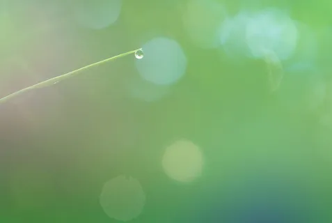 草,模糊,露水,水滴 草,模糊,露水,水滴