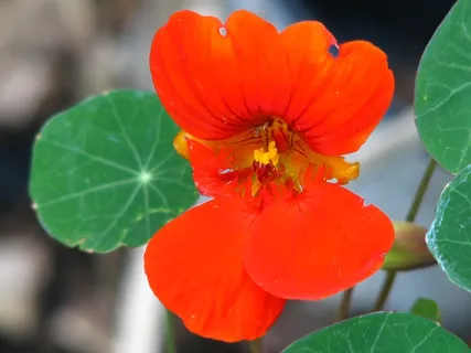 旱金莲,水芹,花,开花,花,花萼,黄色,红色 旱金莲,水芹,花,开花,花,花萼,黄色,红色