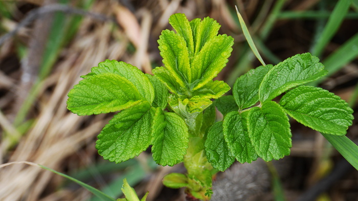 叶, 植物, 自然, 仁川, 海上避难所, 沿海码头, 绿色, 植物部分