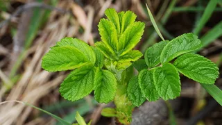 叶, 植物, 自然, 仁川, 海上避难所, 沿海码头, 绿色, 植物部分