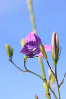 气球,铃铛花,中国,花卉,桔梗,桔梗,植物,开花植物 气球,铃铛花,中国,花卉,桔梗,桔梗,植物,开花植物