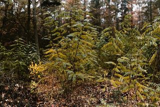 秋天在雾天向森林走去